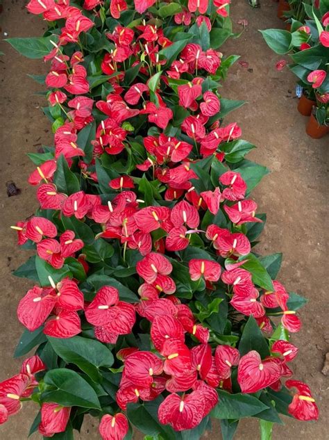 Well Watered Pink Anthurium Plant, For Garden at Rs 400/piece in East Godavari | ID: 23974069848