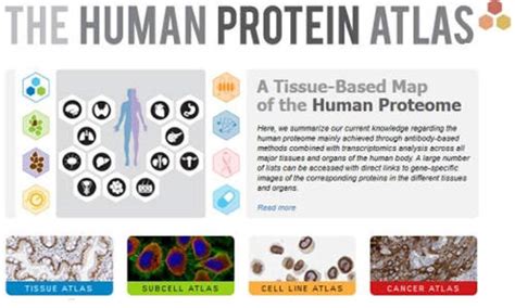 First major analysis of Human Protein Atlas published in Science ...