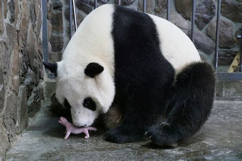 est100 一些攝影(some photos): Giant panda with its cub. 大熊貓與它的幼崽