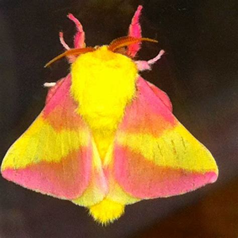 pink moth - Google Search | Pink moth, Moth, Nature beauty