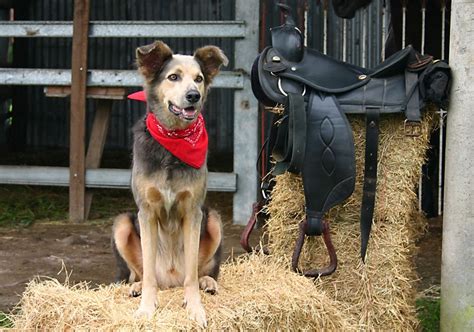 90 Adorable Male and Female Farm Dog Names - DogVills