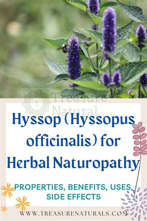 Hyssop (Hyssopus officinalis) for Herbal Naturopathy: properties ...