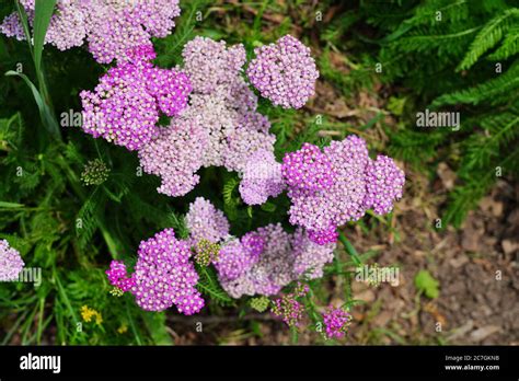 Yellow and pink flowers of achillea yarrow plant Stock Photo - Alamy