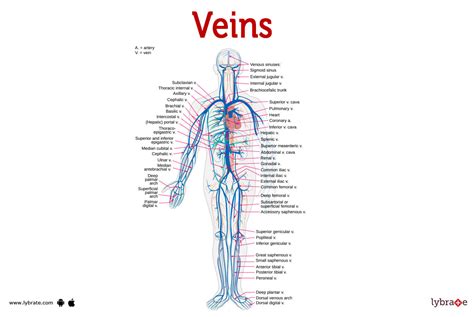 Veins Diagram