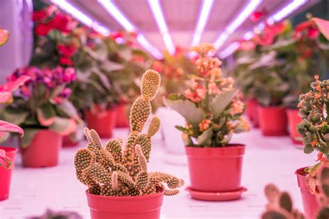 Best Grow Lights For Succulents in 2020 - With Complete Guide