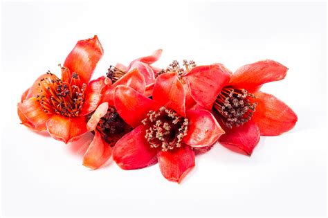 Premium Photo | Red flower Bombax ceiba on white background