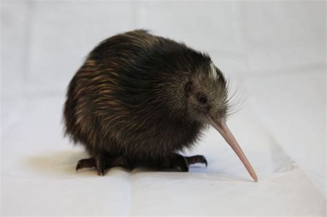 Brown kiwi | Kiwi, Bird photography, Image