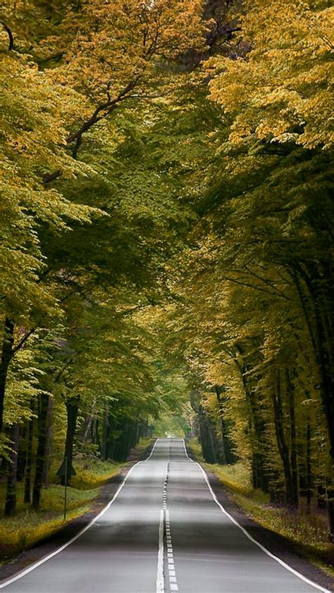 Beautiful road, asphalt, autumn, nature, road, trees, HD phone ...