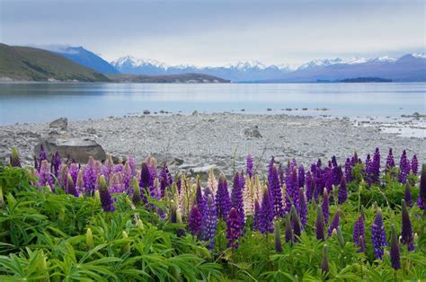 Purple Lupin Flowers Growing by Lake Tekapo in New Zealand Stock Image - Image of travel ...