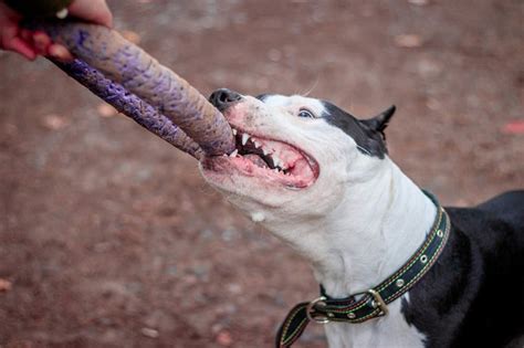 Do Pit Bulls Really Have Lock Jaw