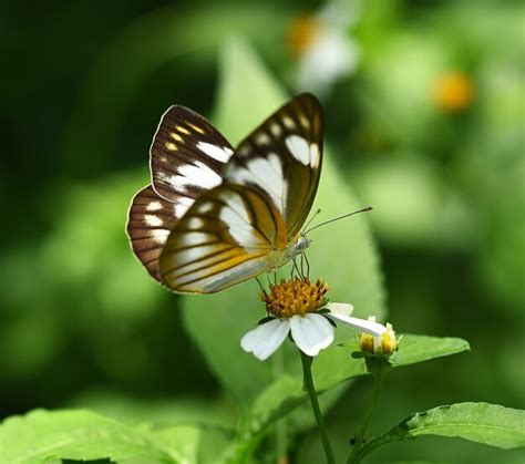 Premium Photo | Orange butterfly on flower in the garden