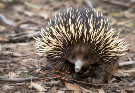 Short-beaked Echidna Facts | Australian Animals