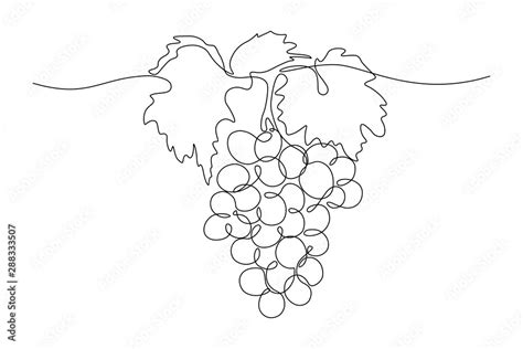 Grapes in continuous line art drawing style. Black line sketch on white ...