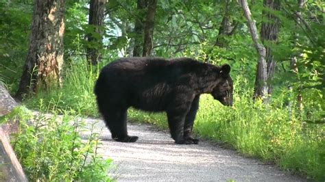 Black Bear with Cub - Encounter in Smoky Mountains (May 2011) - YouTube