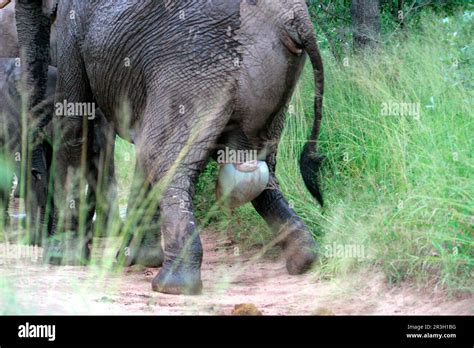 African elephant (Loxodonta africana) elephant, elephants, mammals, animals Elephant adult ...