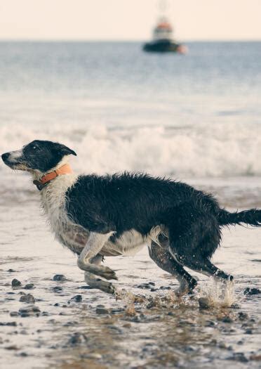 Dog-friendly beaches on the Wales Coast Path | Visit Wales