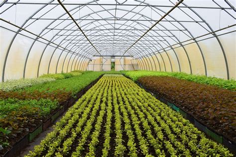 4 Smart Ways to Increase Greenhouse Production — Better Farm