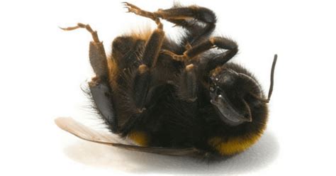 Heartbreaking News – First Bumblebee Has Officially Been Added To List ...