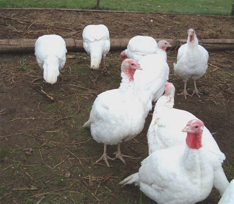 Turkey Breeds | Modern Farming Methods