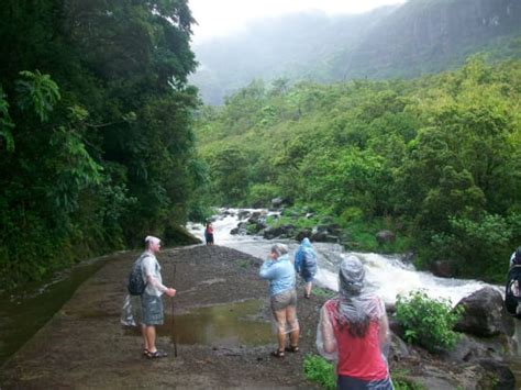 Mount Waialeale Rainforest Hike (Easy to Moderate) tours, activities ...