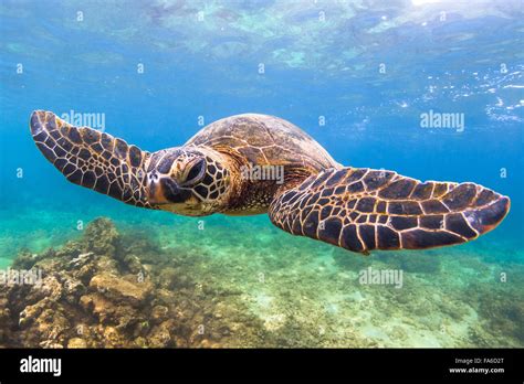 Hawaiian Green Sea Turtle Stock Photo - Alamy