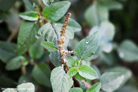 Ako si ANDREW IBOT!: Kulitis (Amaranthus spinosus L)