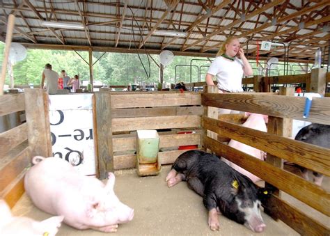 Pigs keep cool at the Market Hog Show | Local | stardem.com