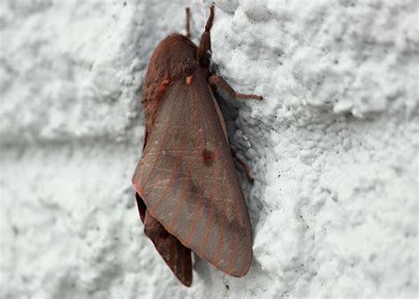 Pine Devil Moth | Project Noah