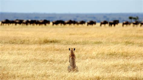 Serengeti Safaris | Serengeti National Park Safaris | Tanzania Odyssey