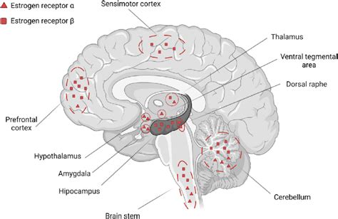 ER (estrogen receptors) in the brain. Most receptors are located in the ...