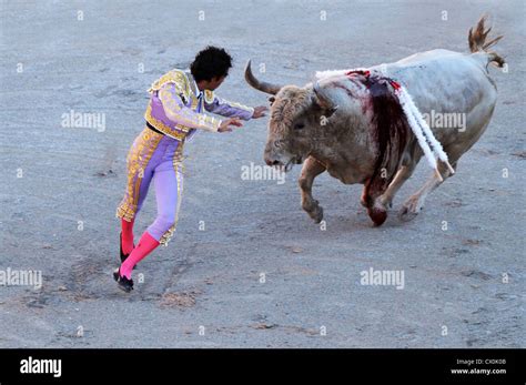 Matador running to escape charging bull in corrida bull fight in Roman ...