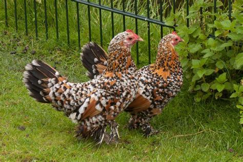 Comment élever une poule chez soi ? | Poulets d'élevage, Poule d ...