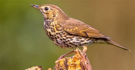 Guide to British thrushes - Happy Beaks Blog