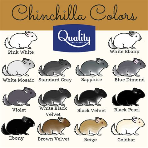 Exploring Chinchilla Colors: How it Affects Health & More