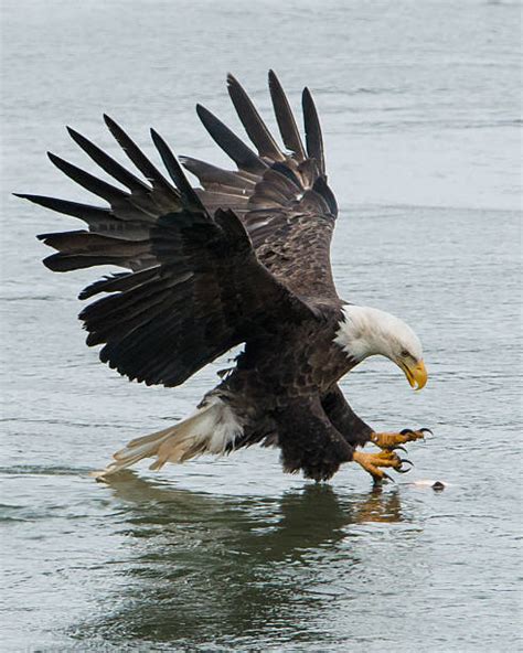 Eagle Catching Prey Stock Photos, Pictures & Royalty-Free Images - iStock