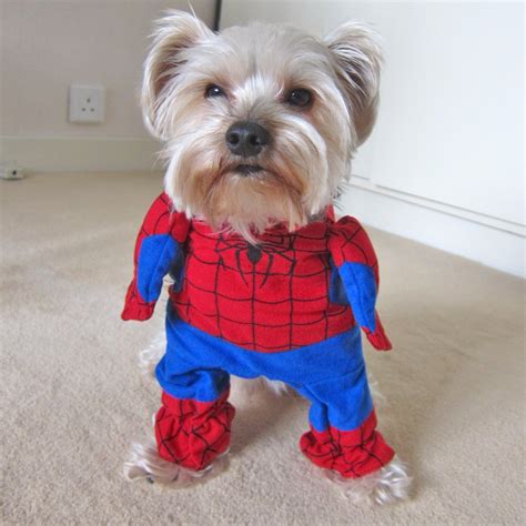 9 Funny Halloween Costumes for Dogs, Dog, Cat and other Pet Friendly Travel Articles