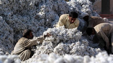 India's Cotton Production for 2019-20 Estimated at 354.5 Lakh Bales