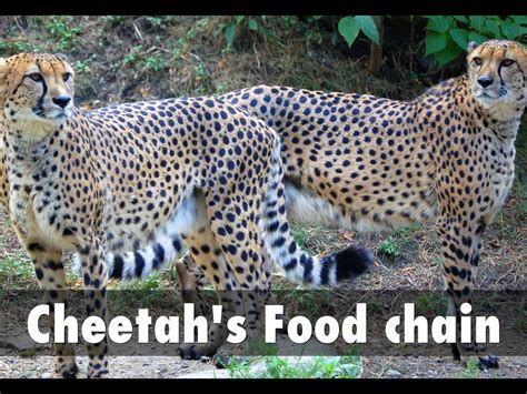 Cheetah's Food chain by Kelsea Burke