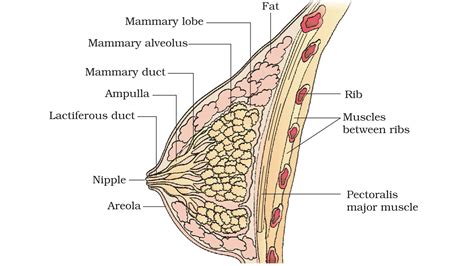 Q15. Describe the structure of mammary gland with the help of a neat labeled diagram of the ...