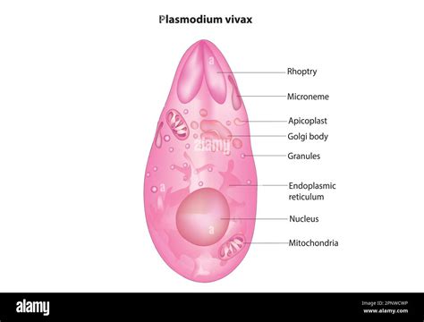 Plasmodium falciparum Cut Out Stock Images & Pictures - Alamy