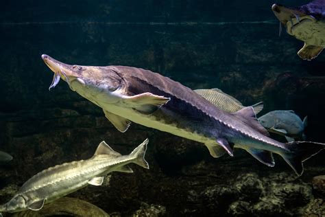 Friends of Animals | Four sturgeon species proposed for ESA protections ...