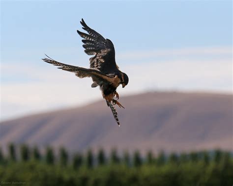 Aplomado falcon (Falco femoralis) flying 1 (abatement falc… | Flickr