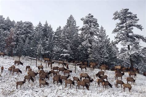 the elk – traffic jam | The Evergreen Colorado Experience