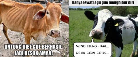 10 Meme lucu 'perasaan sapi' jelang Idul Adha ini bikin senyum ti