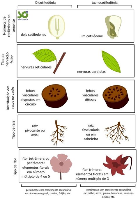 Grupos de Angiospermas: Monocotiledônea e Dicotiledôneas - Só Biologia ...