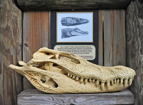 Black Caiman (Melanosuchus niger) skull | The Black Caiman (… | Flickr