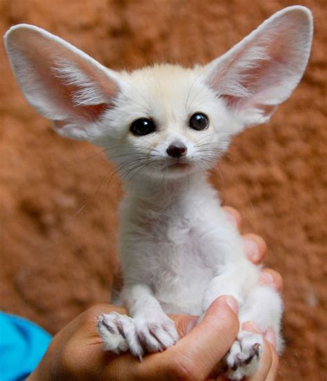 The Fennec fox's comically large ears don't just help it hear prey from far away or underground ...