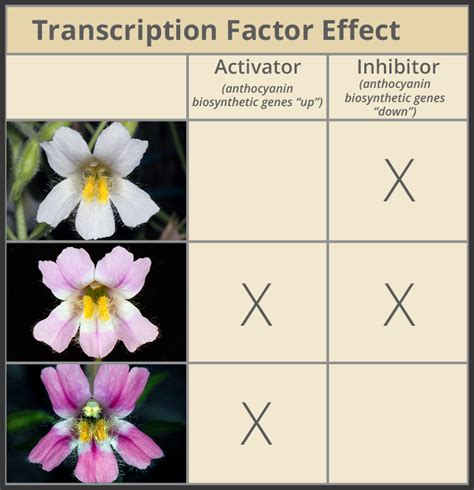 The Genetics of Flower Color