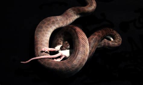 Snake eating mouse dramatic scene free image download