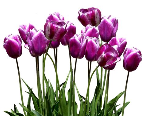 Tulips Spring Easter · Free photo on Pixabay
